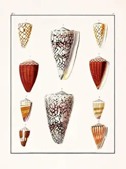 Collection of seashells. Vintage German illustration featuring seashells