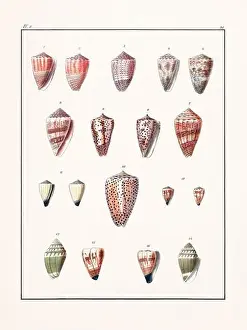 Scenics Nature Prints: Collection of seashells. Vintage German illustration featuring seashells