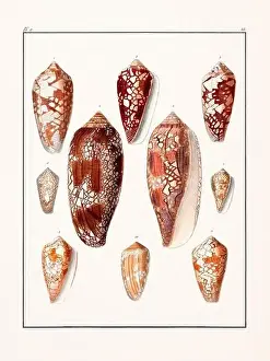 Scenics Nature Prints: Collection of seashells. Vintage German illustration featuring seashells