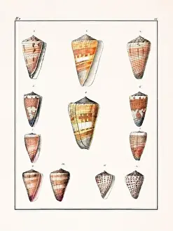 Drawing Art Product Prints: Collection of seashells. Vintage German illustration featuring seashells