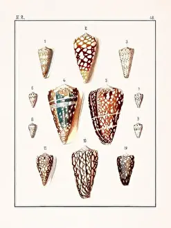 Drawing Art Product Prints: Collection of seashells. Vintage German illustration featuring seashells