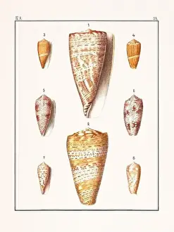 Scenics Nature Prints: Collection of seashells. Vintage German illustration featuring seashells