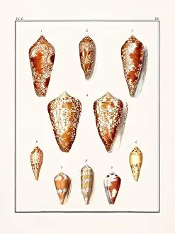 Scenics Nature Prints: Collection of seashells. Vintage German illustration featuring seashells