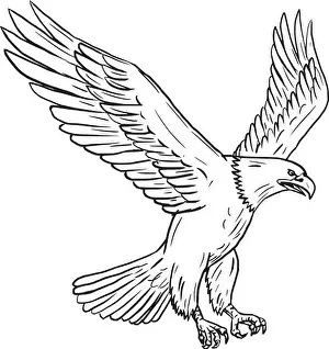Scratched Prints: Collection set of illustrations of bald eagle flying with wings flapping viewed in different movements done in drawing