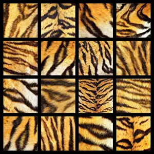 Tigris Prints: collection of tiger fur details