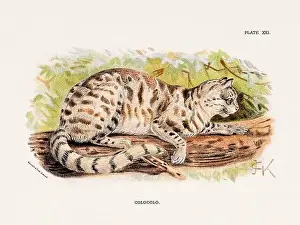 Colocolo. Vintage illustration of a wild cat from a 19th-century natural history book detailing feline species