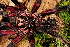 Venomous Prints: Colombian Lesserblack, Colombian lesserblack tarantula