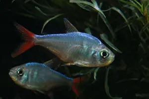 Schooling Fish Prints: Colombian Red Fin Tetra, Hyphessobrycon colombianus