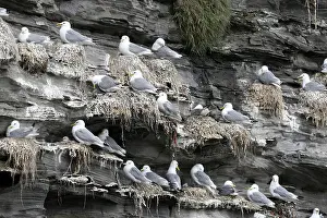 Blackbird Prints: Colony Of Black-legged Kittiwakes Rissa tridactyla Nesting On Sea Cliff At Northumberland
