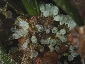 South France Prints: Colony of small transparent dwarf sea squirts (Pycnoclavella nana)