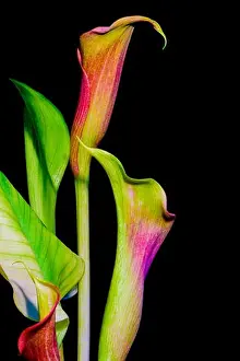 Color fine art calla blossom bouquet, black background, detailed texture in retro painting style