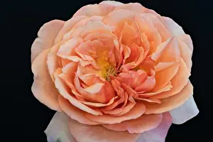 Dark Orange Prints: Color fine art still life bright floral macro flower image of a single isolated dark orange pink yellow rose blossom