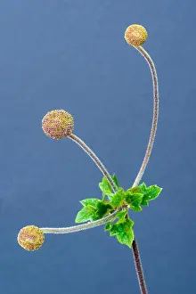 Autumn Anemone Prints: Color fine art still life floral macro flower image of a single isolated autumn anemone stem with three buds and leaves