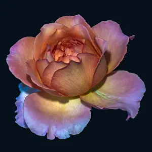 Color fine art still life floral macro flower image of a single isolated orange pink rose blossom