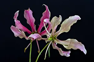 Color fine art still life floral macro image of a three isolated white red lily blossoms on black background