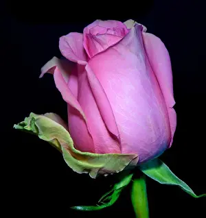 Color fine art still life macro flower portrait of a single isolated pink blooming closed rose blossom on black