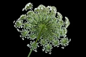 Upwards Prints: Color fine art still life macro of a the back of a single isolated green white wild carrot / daucus carota blossom