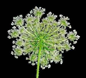 Wild Carrot Prints: Color fine art still life macro of a single isolated green yellow white wild carrot / daucus carota blossom with stem