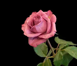 Color fine art still life macro of a single isolated pink rose blossom with green leaves in vintage painting style
