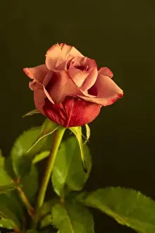 Artful Prints: Color fine art still life macro of a single isolated red rose blossom with green leaves in vintage painting style