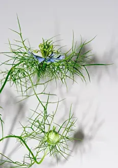 Color floral portrait of a love-in-a-mist with shadows on a white wall