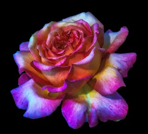 Garden Magazine Prints: Color still life floral macro flower portrait of a single isolated violet red orange yellow blooming open glowing rose