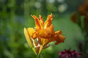 Color outdoor close up macro image of an isolated orange daylily blossom