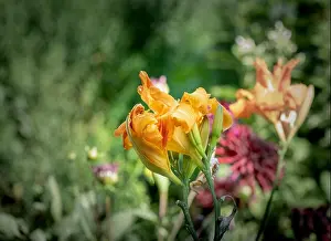 Daylily Prints: Color outdoor close up macro image of isolated orange daylily blossoms on natural blurred colorful background taken