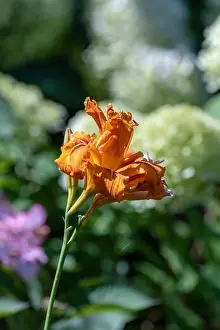Color outdoor close up macro image of an isolated orange daylily on natural blurred background with hortensias taken