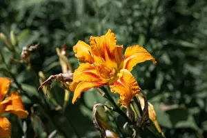 Color outdoor close up macro image of an isolated orange red daylily blossom on natural blurred green background taken