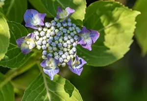 Hydrangea Prints: Color outdoor floral close up of young blooming blue violet hydrangea blossom