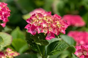 Hydrangea Prints: Color outdoor floral color image of young blooming red pink hydrangea blossoms and leaves on natural green background