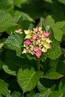 Hydrangea Prints: Color outdoor floral color image of young blooming red pink hydrangea blossoms and leaves on natural green background