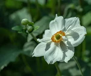 Depth Of Field Prints: Color outdoor floral image of a blooming autumn anemone blossom with buds taken on a sunny summer day with natural
