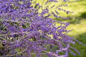 Perovskia Prints: Color outdoor floral image of a blooming perovskia / russian sage / blue spire shrub taken on a sunny summer day with