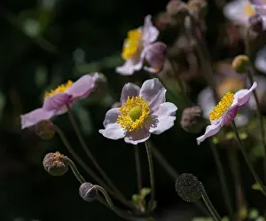 Depth Of Field Prints: Color outdoor floral image of a blooming pink autumn anemone blossom with buds on a bright sunny summer day with