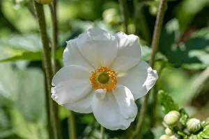 Autumn Anemone Prints: Color outdoor floral image of a blooming white autumn anemone blossom with buds taken on a bright sunny summer day with