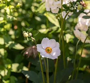 Depth Of Field Prints: Color outdoor floral image of a blooming white autumn anemone blossom with buds taken on a bright sunny summer day with