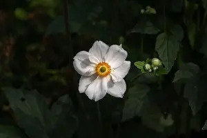 Autumn Anemone Prints: Color outdoor floral image of a blooming white autumn anemone blossom with buds taken on a sunny summer day with
