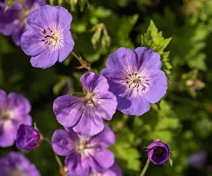Geranium Prints: Color outdoor floral image of a bunch of wide open pink geranium / cranesbill blossoms on natural blurred background