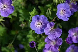 Geranium Prints: Color outdoor floral image of a bunch of wide open violet blue geranium / cranesbill blossoms on natural blurred