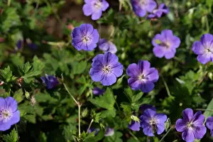 Geranium Prints: Color outdoor floral image of a bunch of wide open violet blue geranium / cranesbill blossoms on natural blurred