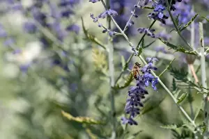 Color outdoor floral image of a perovskia / russian sage / blue spire blossom with a bee on it
