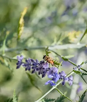 Color outdoor floral image of a perovskia / russian sage / blue spire blossom with a bee on it