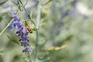 Color outdoor floral image of a perovskia / russian sage / blue spire blossom with a bee on it