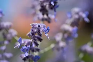 Perovskia Prints: Color outdoor floral image of a perovskia / russian sage / blue spire blossom taken on a sunny summer day with blurred