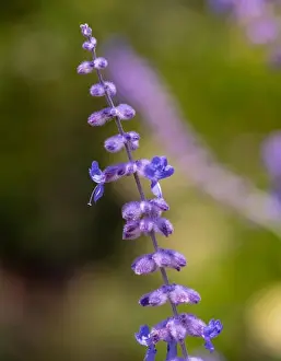 Color outdoor floral image of a perovskia / russian sage / blue spire blossom taken on a sunny summer day with blurred