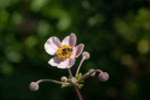 Autumn Anemone Prints: Color outdoor floral image of a single isolated blooming white light pink autumn anemone