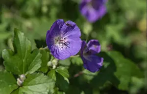 Geranium Prints: Color outdoor floral image of a single isolated wide open violet blue blooming female geranium / cranesbill flower with