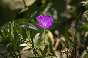 Geranium Prints: Color outdoor floral image of a single isolated wide open violet red blooming male geranium / cranesbill flower with